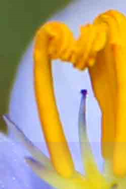 image taken by austin artist of a bee standing in a Texas wildflower .
